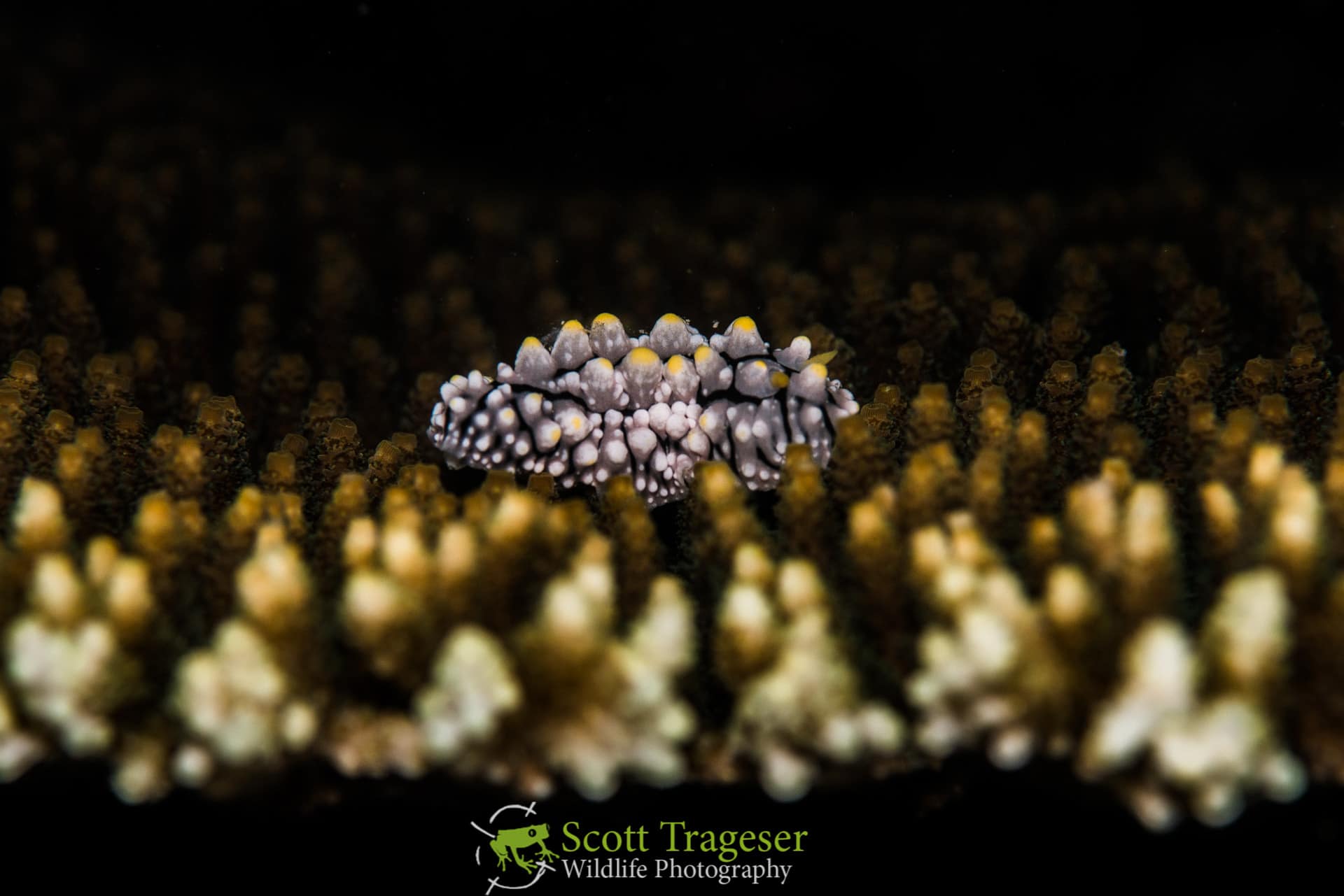 Hon Bay Canh, Con Dao, Vietnam