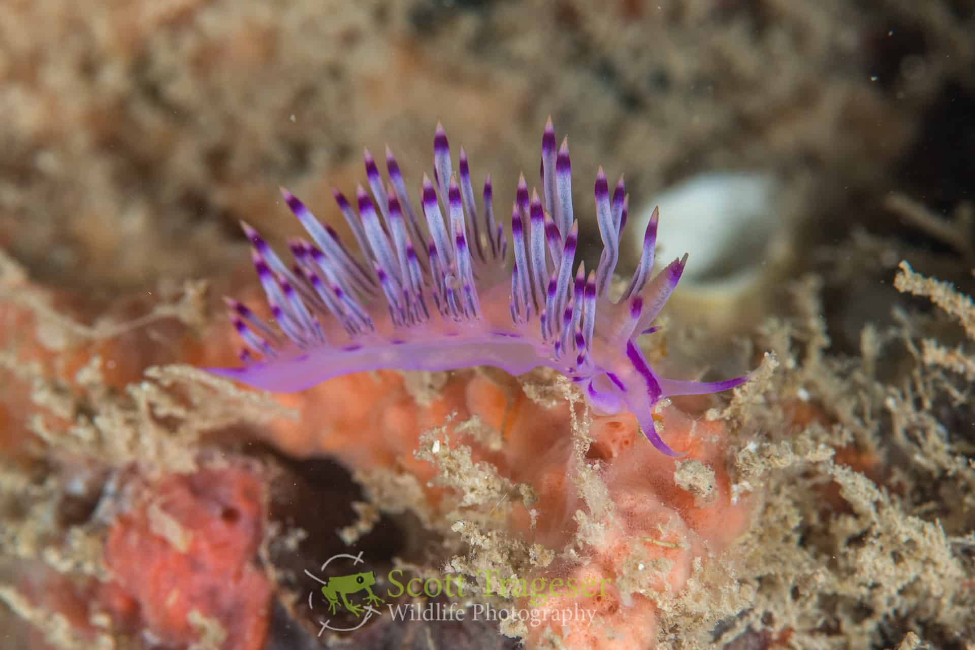 Red-lined Flabellina (Flabellina rubrolineata)