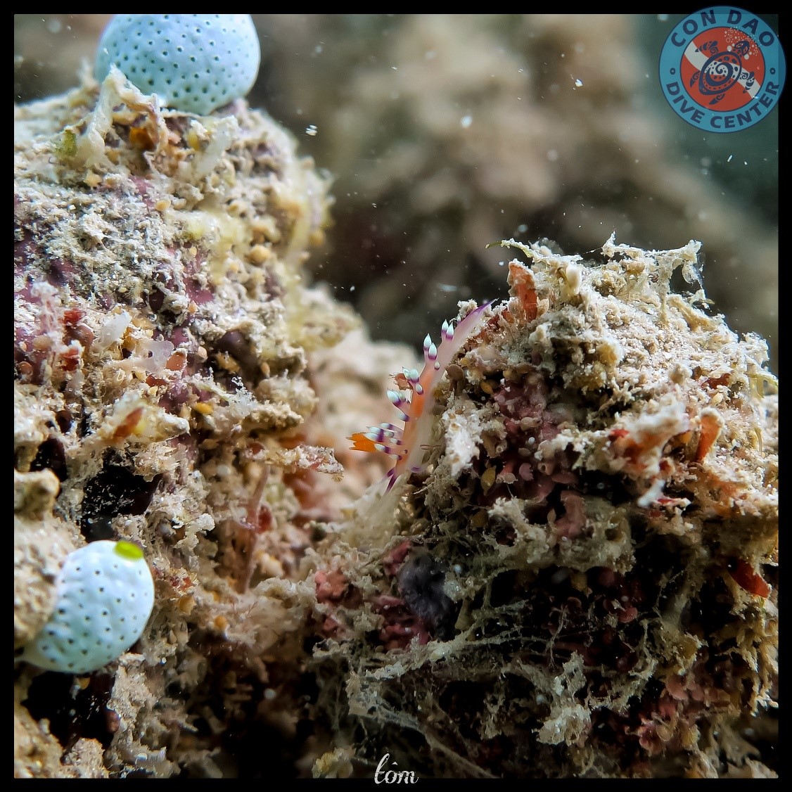 155040224_3958518864197177_4108120896094261416_o