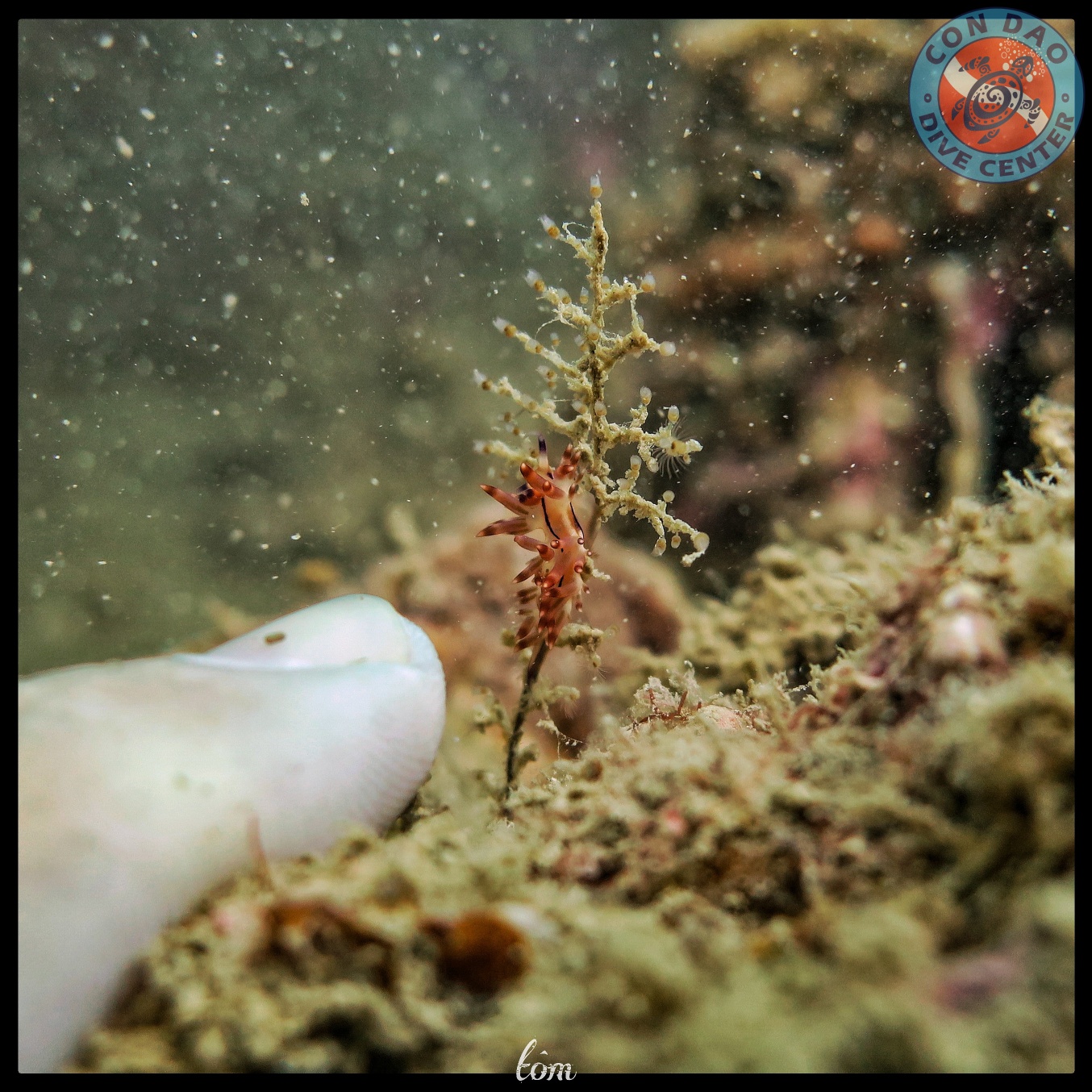 155451875_3958518764197187_1607506385168574960_o