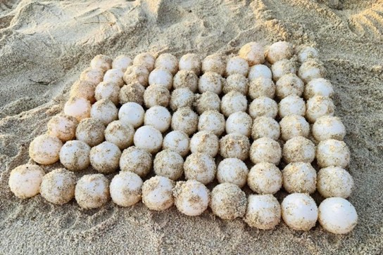 The rare sea turtle eggs were collected and moved to the incubation area