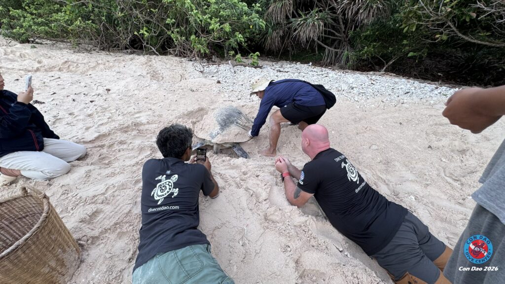Turtle nesting season in Con Dao (Jun–Sep)