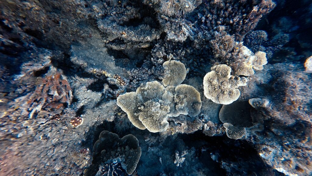 Looking down at bleached plate coral on a damaged reef in Con Dao, Vietnam