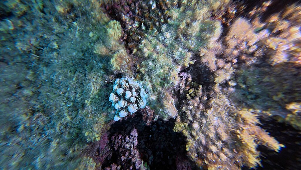 Looking down at Con Dao reef with a small juvenile coral colony growing among algae covered substrate.