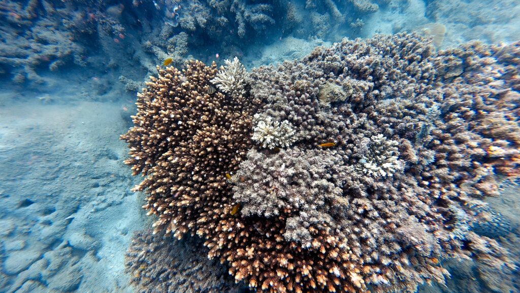 Dense Acropora coral colony showing signs of partial bleaching, with fish swimming nearby at Con Dao dive site