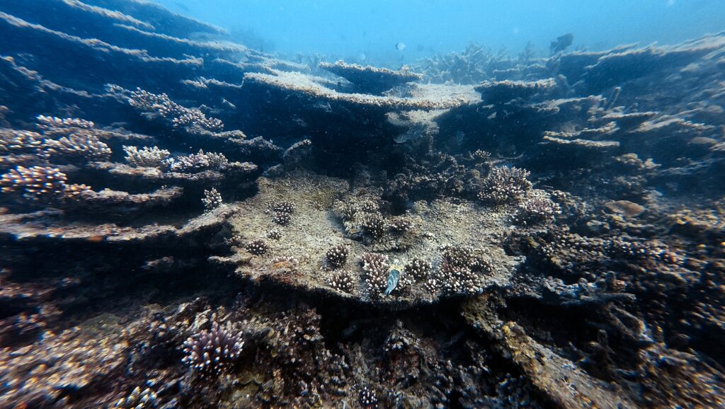 Recovering coral reef at Con Dao showing new juvenile coral growth on bleached table coral substrate, with fish present