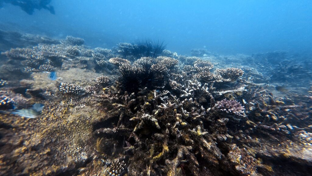 Wide angle view of coral reef damage in Con Dao, with sea urchin visible among recovering and degraded coral structures