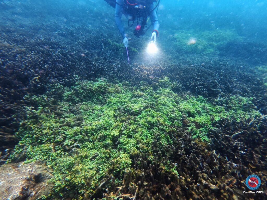 CDDC diver observing Caulerpa racemosa patch Con Dao National Park 2026