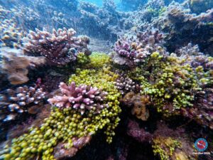 Caulerpa racemosa sea grapes growing alongside pink coral reef ecosystem Con Dao National Park Vietnam 2026