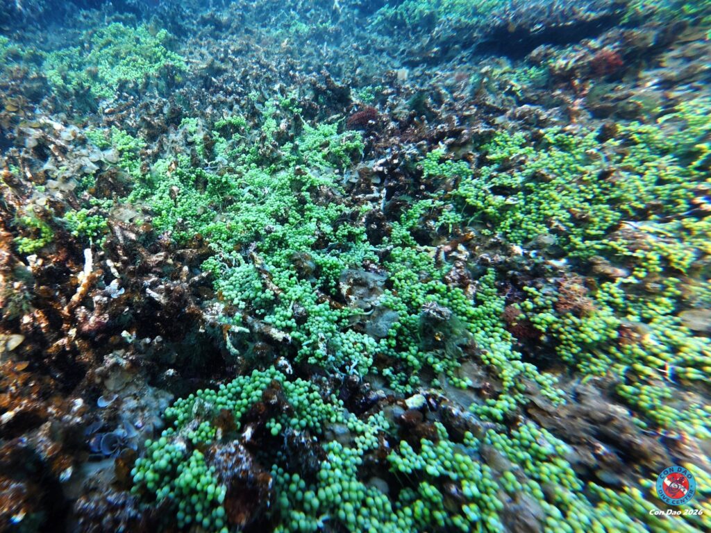 Dense green Caulerpa racemosa colony on Con Dao reef 2026