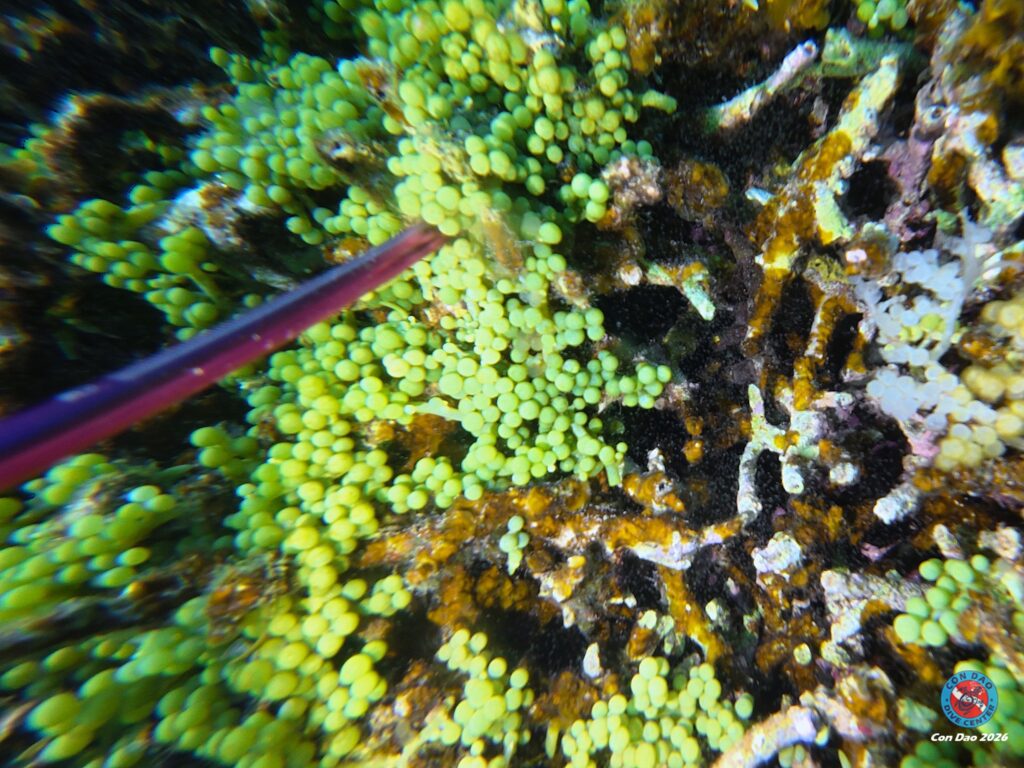 Close-up of bright green Caulerpa racemosa spheres on reef substrate Con Dao 2026