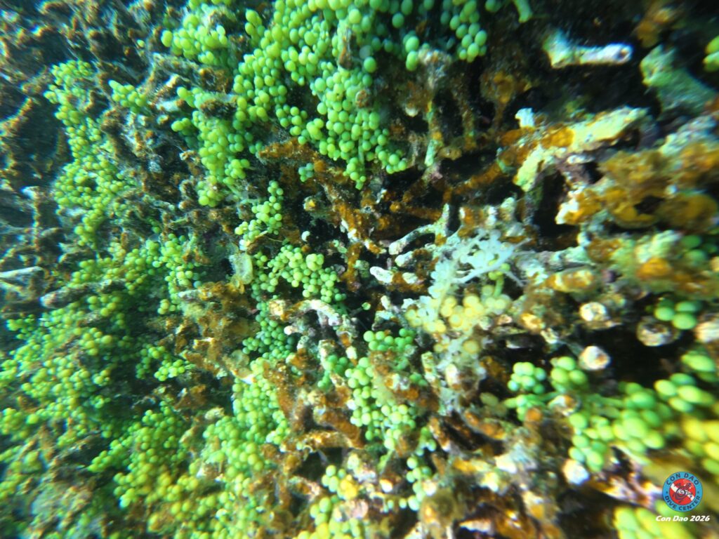 Close-up of Caulerpa racemosa vesicles on Con Dao reef 2026