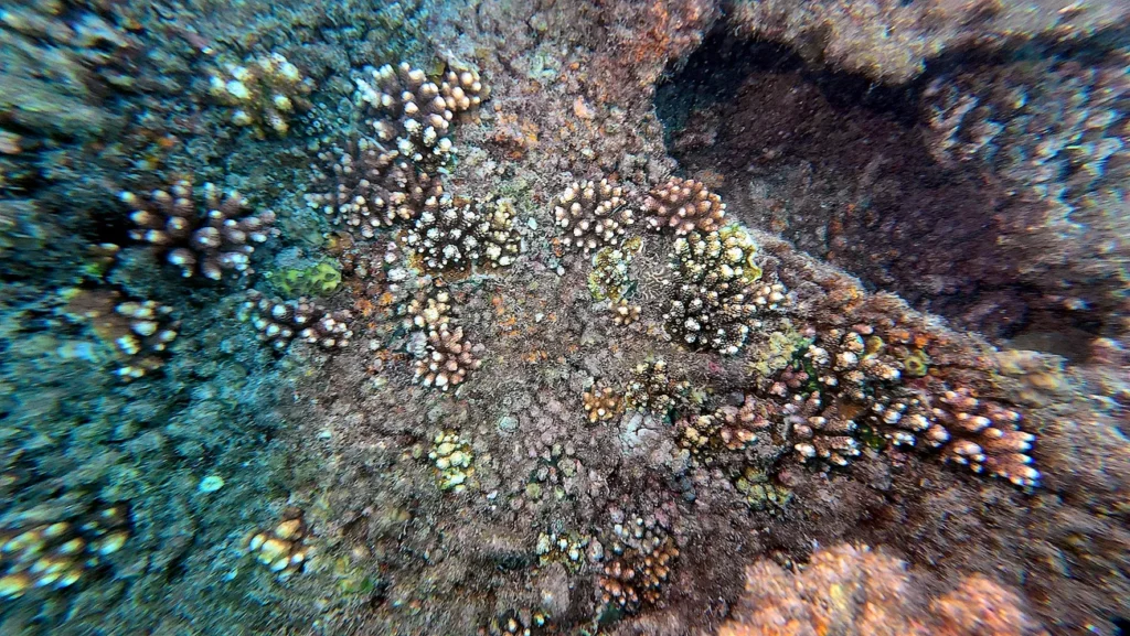 Multiple small juvenile coral colonies scattered across dead reef substrate at Con Dao, mushroom corals visible below