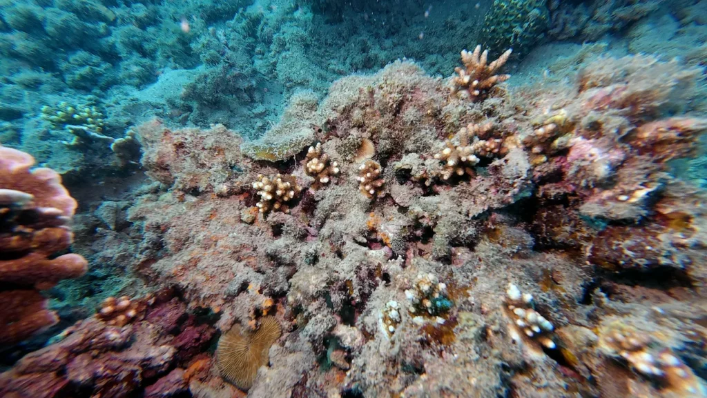 Overhead close view of tiny juvenile coral recruits settled on algae covered reef substrate at Con Dao
