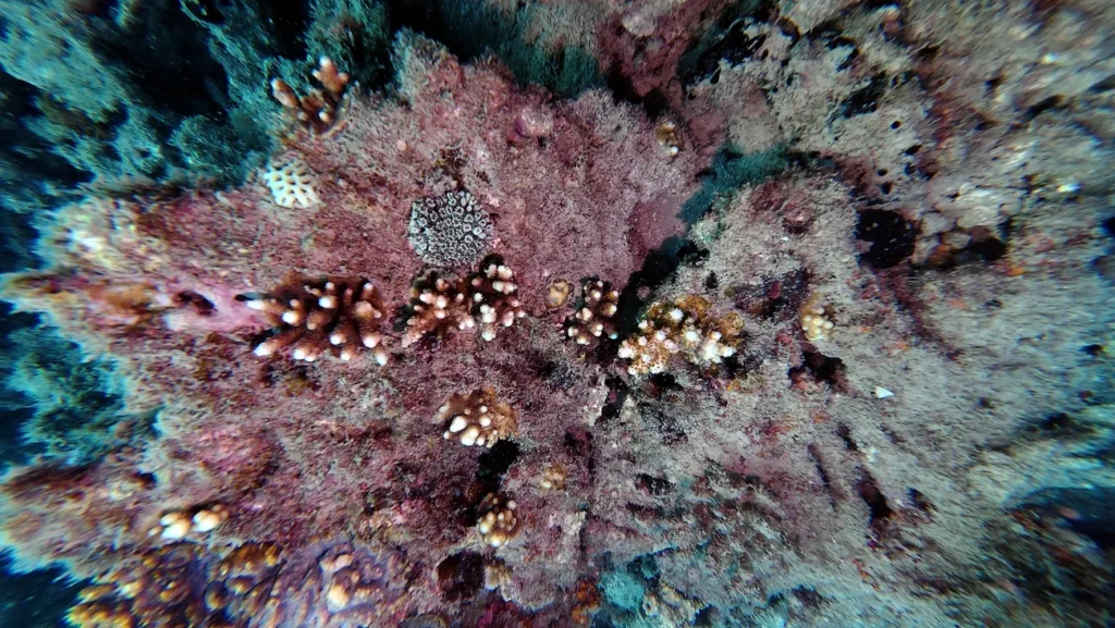 Multiple clusters of juvenile corals growing on crustose coralline algae substrate at Con Dao reef, overhead view