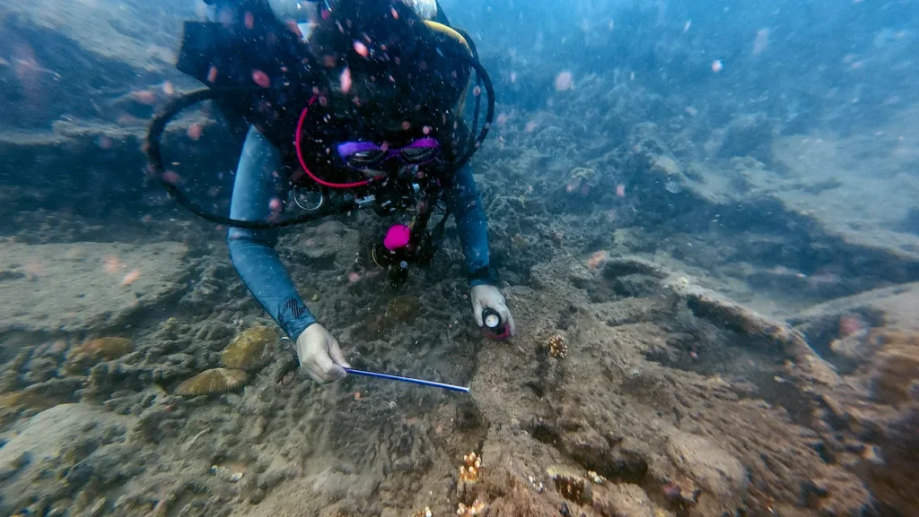 Ruler placed next to growing juvenile Acropora colony at Con Dao reef recording actual coral growth rate