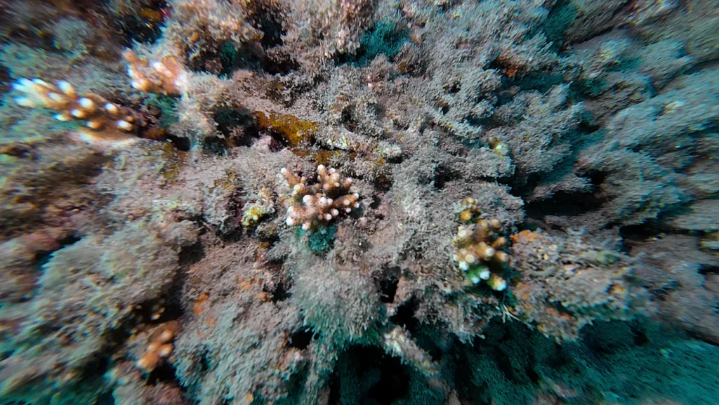 CDDC diver researching and documenting baby corals at Con Dao reef Vietnam 2026