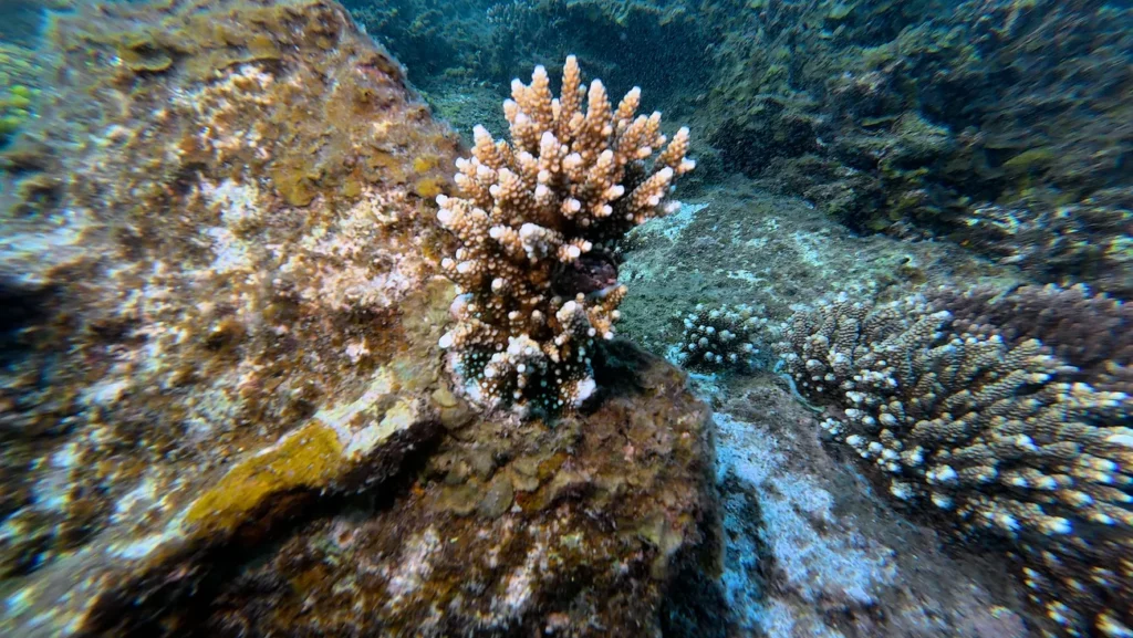 Juvenile Acropora coral growing strongly from the reef substrate at Con Dao, Vietnam